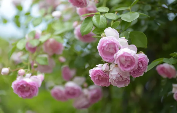 Leaves, flowers, branches, roses, garden, pink, bokeh, rose Bush