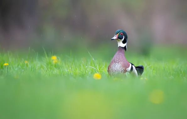 Picture the rain, greens, grass, drops, dandelion, bird, glade, bright
