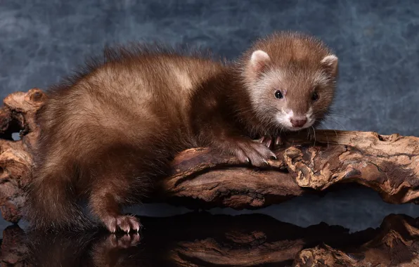 Look, pose, reflection, table, tail, claws, animal, snag