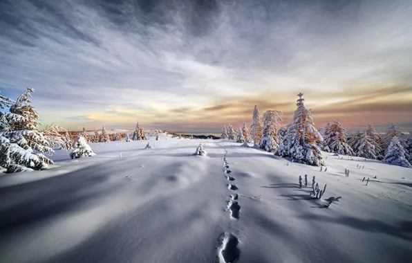 Winter, field, forest, the sky, clouds, snow, branches, traces