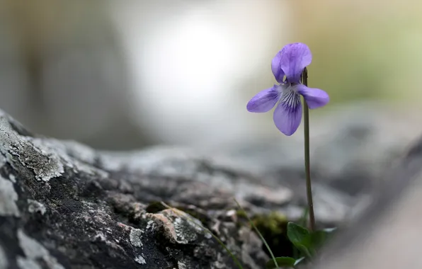 Picture flower, nature, background