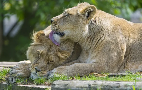 Love, cats, pair, lions, lioness, ©Tambako The Jaguar