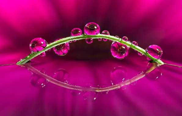 Flower, water, drops, reflection, plant, stem