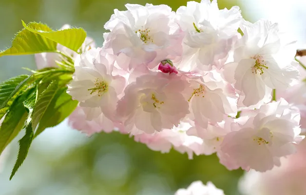 Picture leaves, flowers, branch, Sakura, pink and white