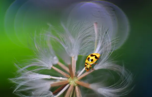 Picture beetle, insect, ladybird