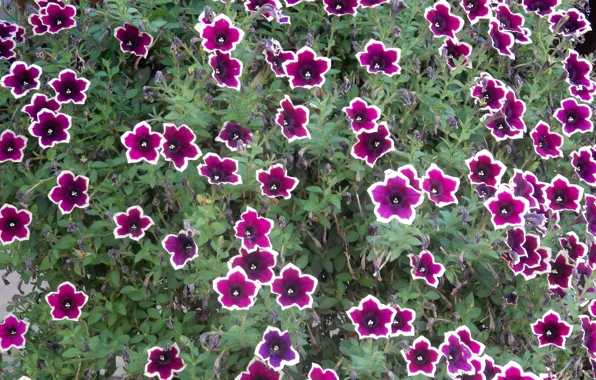 Flower, leaves, flowers, sheet, widescreen, Wallpaper, wallpaper, widescreen