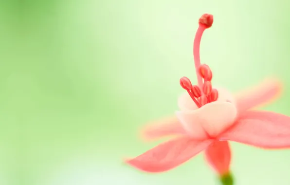 Flowers, Background, ITP