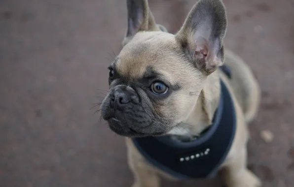 Picture dog, puppy, ears, face, doggie, French bulldog