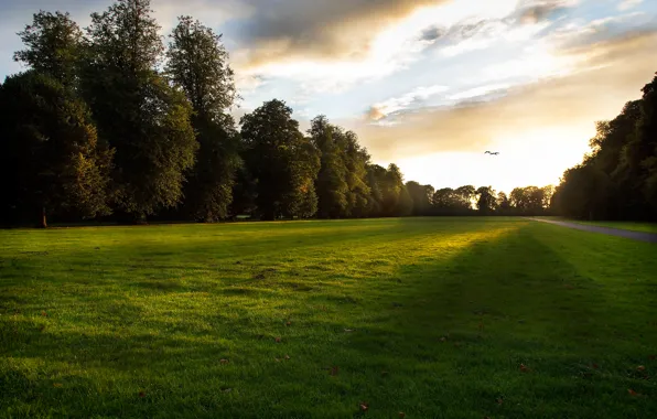 Picture grass, leaves, the sun, rays, light, trees, sunset, birds