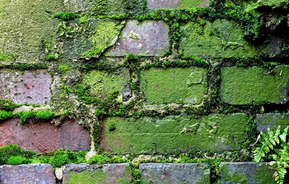 Picture greens, grass, moss, texture, old wall, brickwork