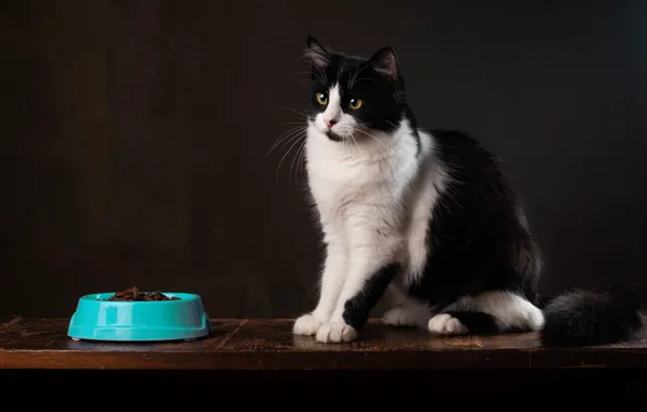 Cat, cat, look, pose, the dark background, black and white, muzzle, bowl