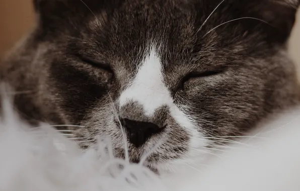 Cat, cat, face, close-up, sleeping