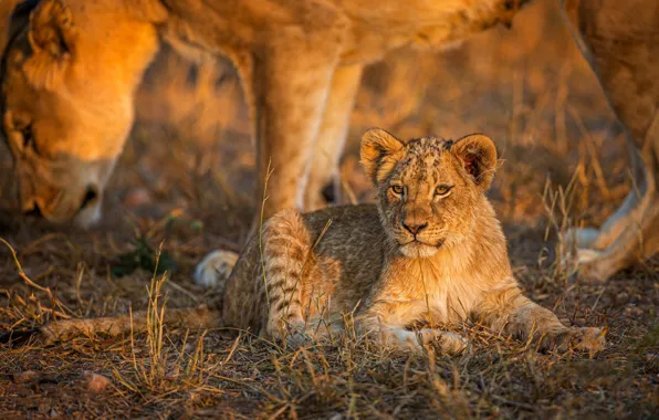 Grass, light, baby, lies, lioness, mom, lion, lion