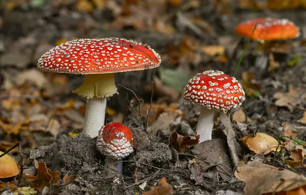 Leaves, mushrooms, mushroom