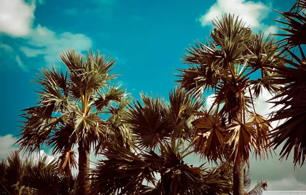 Nature, Trees, Palms