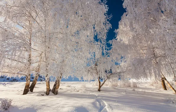 Winter, forest, the sky, snow, landscape, nature, the snow, forest