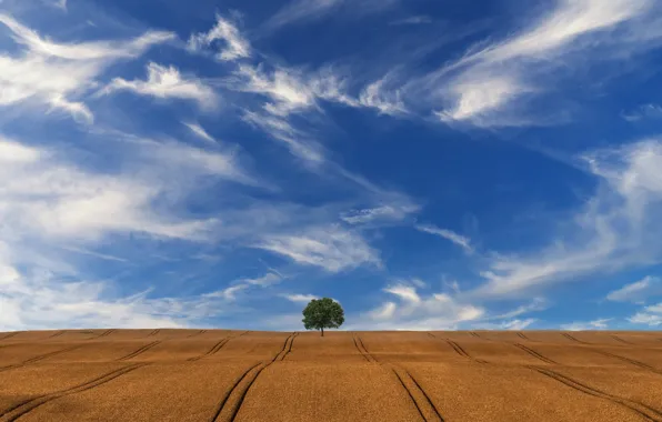 Picture field, the sky, trees