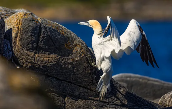 Picture sea, stones, rocks, bird, shore, wings, pond, stroke