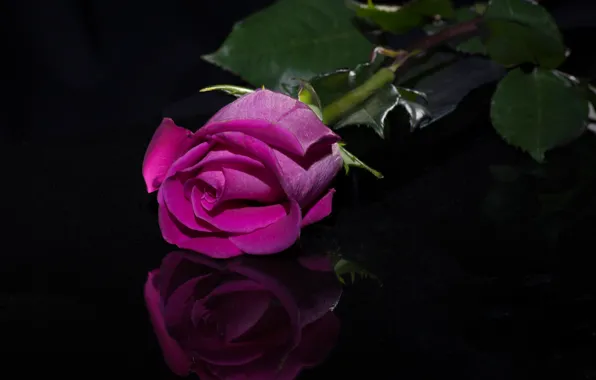 Reflection, rose, Bud, black background