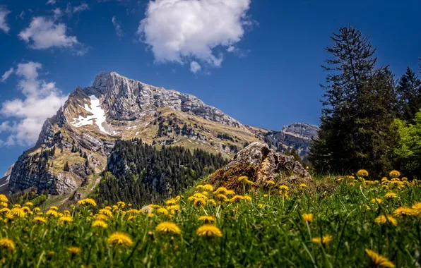 Picture summer, mountains, Switzerland, dandelions, Toggenburg, Altmann