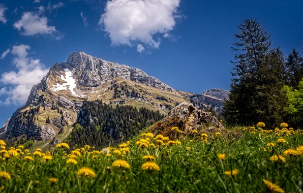 Summer, mountains, Switzerland, dandelions, Toggenburg, Altmann