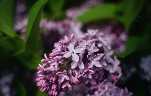 Macro, flowers, sheet, tenderness, spring, lilac, dobraatebe