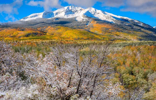 Autumn, snow, trees, mountains, Colorado, USA, Aspen