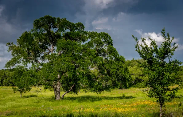 Greens, forest, summer, the sky, grass, trees, flowers, clouds