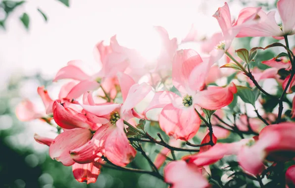 Picture flowers, petals, pink, dogwood