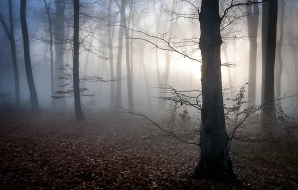 Autumn, forest, leaves, fog, dawn, mystic, twilight, Hungary