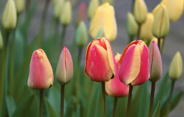 Greens, flowers, yellow, red, spring, stem, tulips, buds