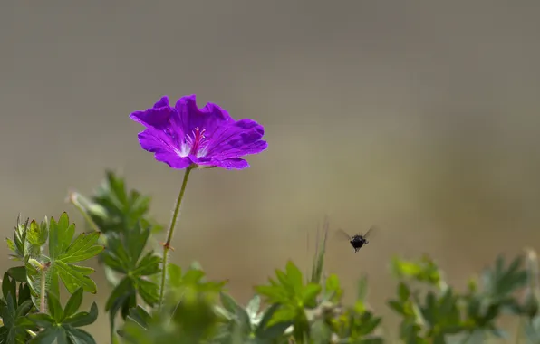 Picture flower, purple, leaves, background, insect