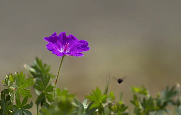 Flower, purple, leaves, background, insect
