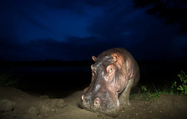 Night, nature, Hippo