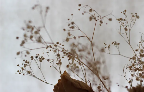 Cold, autumn, macro, flowers, branches, rose, constellation, twigs