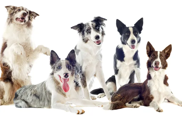 Picture dogs, collie, pack, border collie
