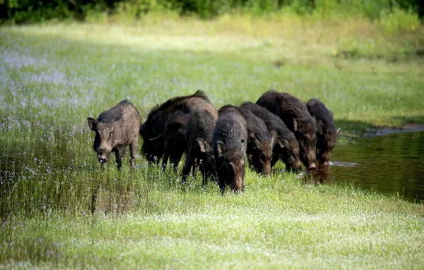 Field, grass, water, nature, shore, glade, swamp, boar