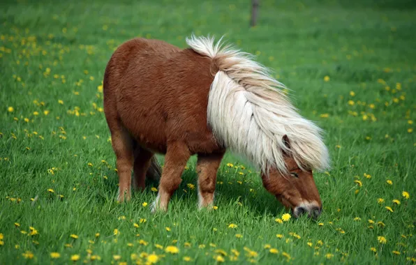 Grass, flowers, nature, background, horse, horse, spring, pasture