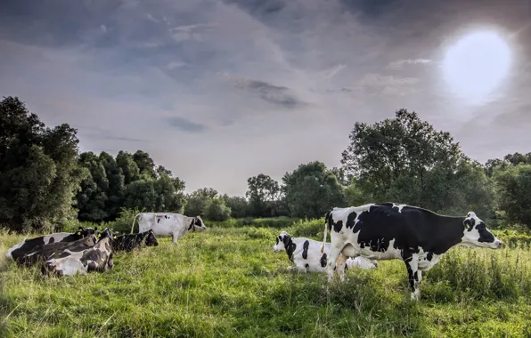 Field, nature, cows