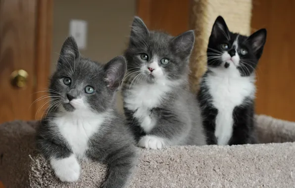 Eyes, kittens, cute, faces