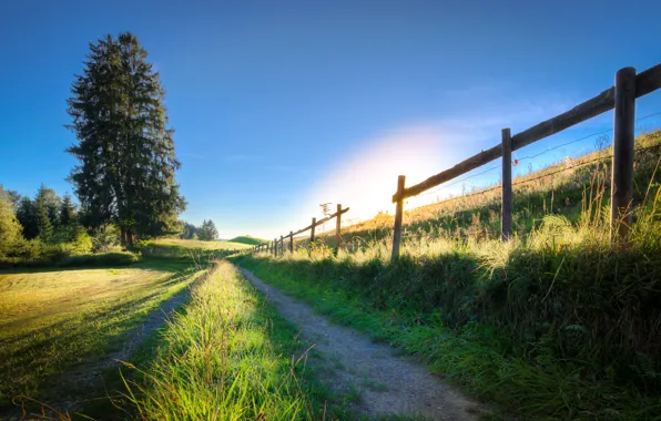 Picture summer, Germany, Germany, Bavaria, fence, Wolf arts