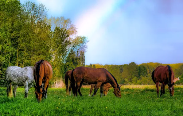 Picture horse, meadow, grazing