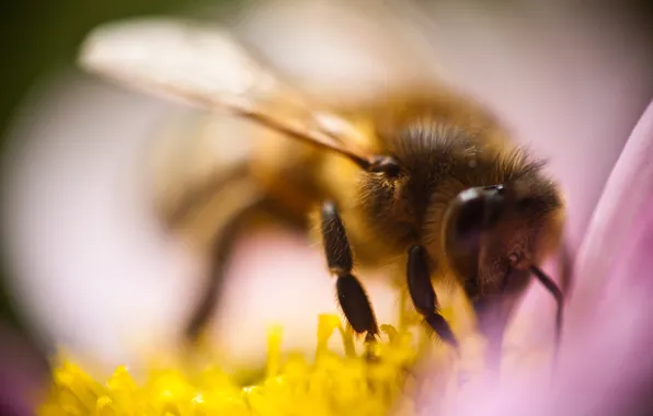 Flower, macro, bee, insect, pollination