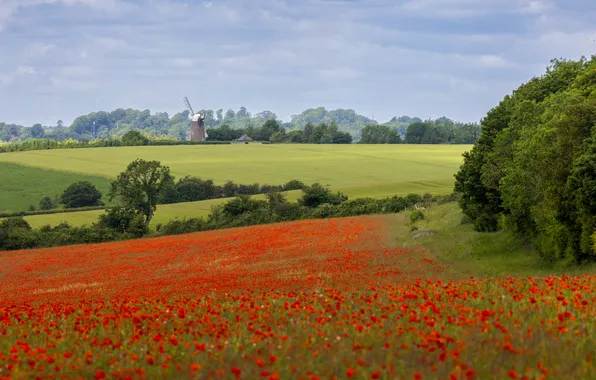 Field, summer, the sky, clouds, trees, landscape, flowers, nature
