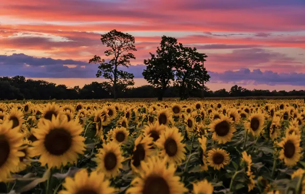 Field, summer, clouds, trees, sunflowers, sunset, flowers, dal