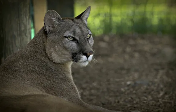 Face, stay, predator, Puma, wild cat, mountain lion, Cougar, © Ania Jones