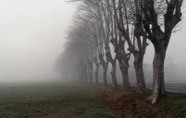 Picture road, trees, fog, morning