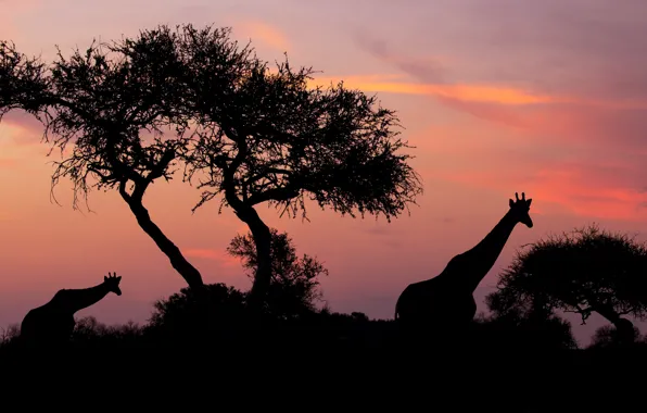 The sky, trees, sunset, night, giraffe, giraffes, silhouettes