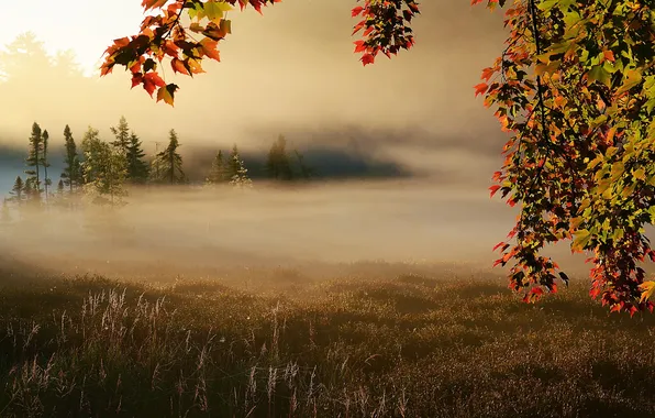 Field, autumn, fog