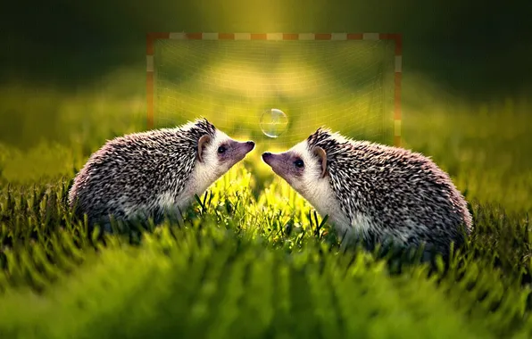 Grass, light, glade, sport, the game, gate, hedgehog, hedgehog